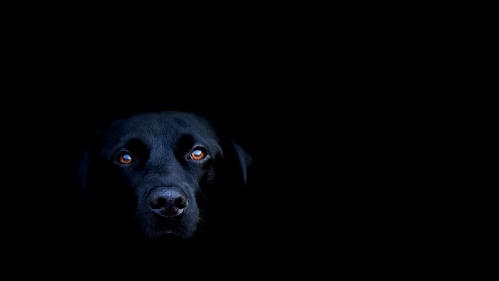 Black Lab Wallpaper by BlackwolfOz, Kodachi OS wallpaper