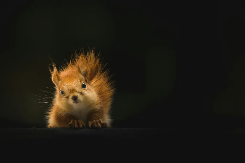 Brown Squirrel Wallpaper by BlackwolfOz, Kodachi OS wallpaper