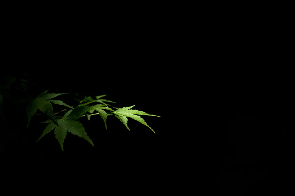 Japaneze Maple Leaf Black Background Wallpaper by BlackwolfOz, Kodachi OS wallpaper