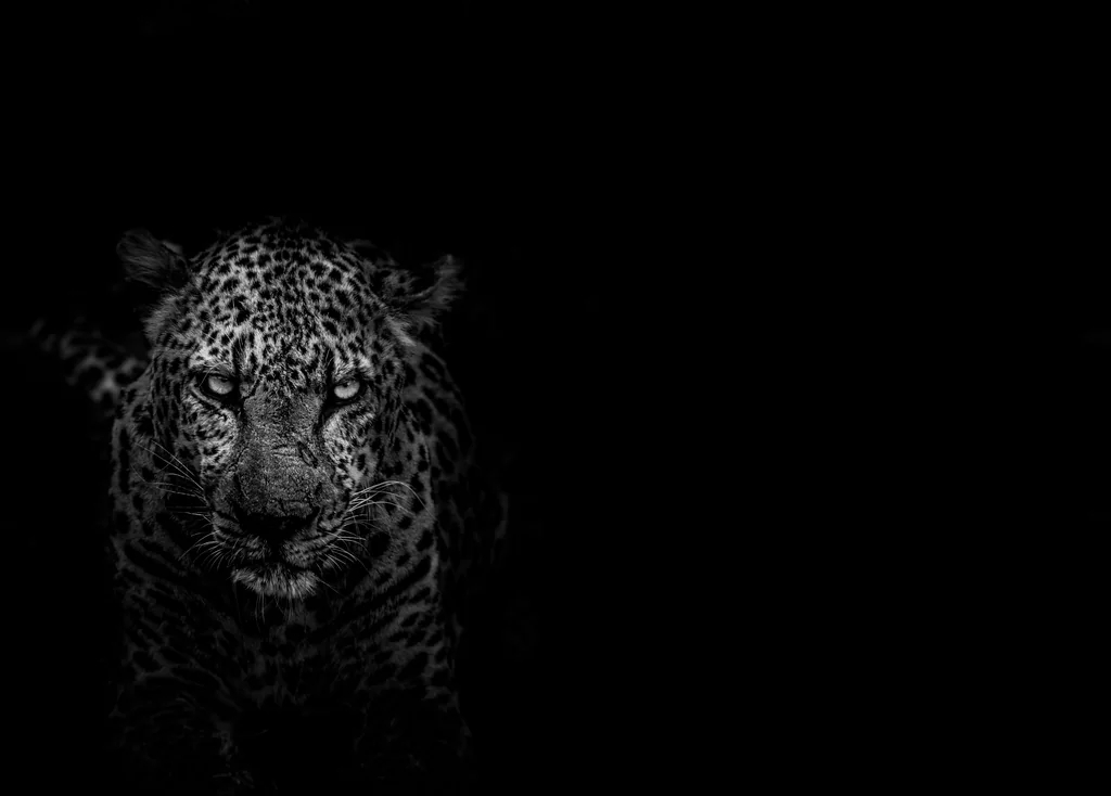 Lioness Wallpaper by BlackwolfOz, Kodachi OS wallpaper