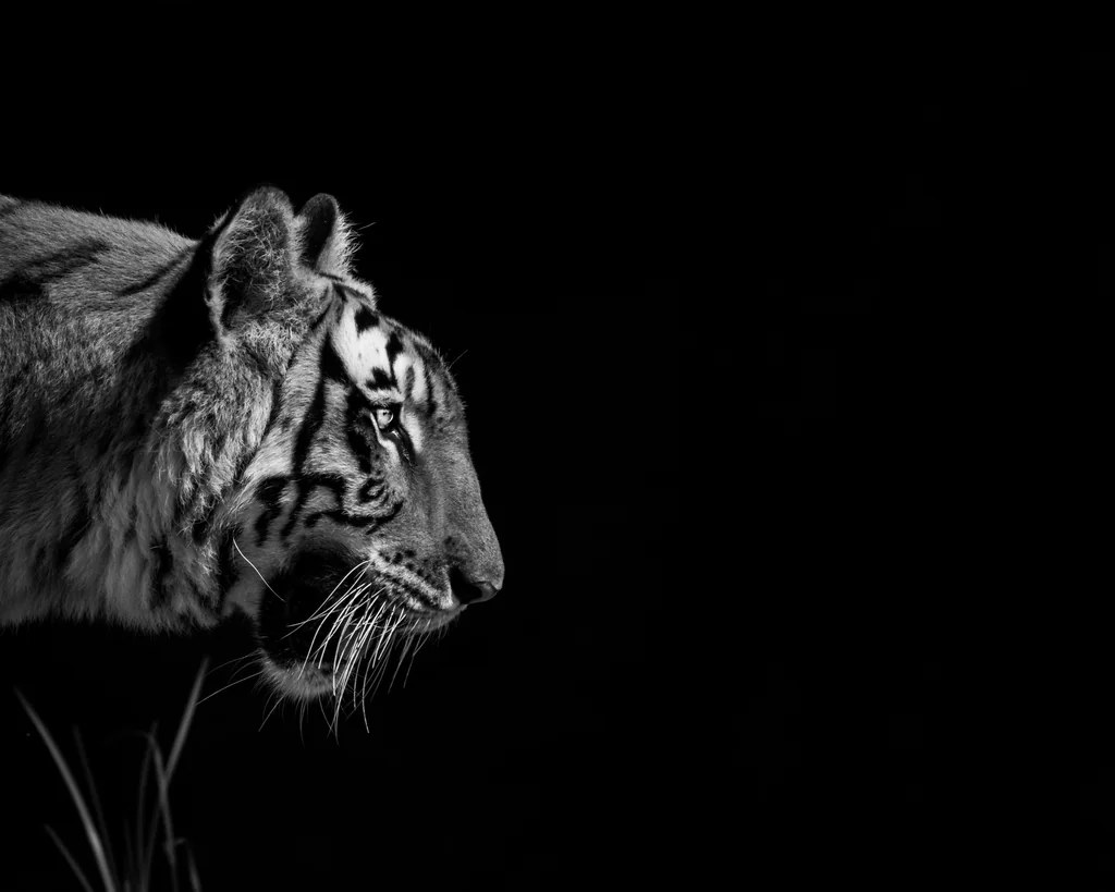 Tiger Wallpaper by BlackwolfOz, Kodachi OS wallpaper