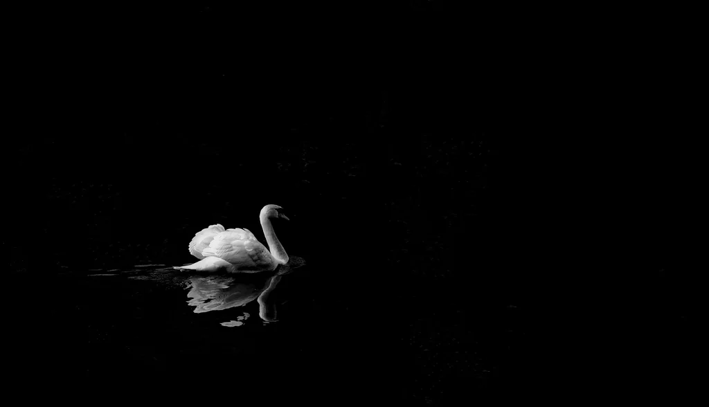 White Swan Wallpaper by BlackwolfOz, Kodachi OS wallpaper
